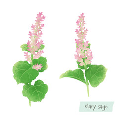 クラリーセージの水彩イラスト
