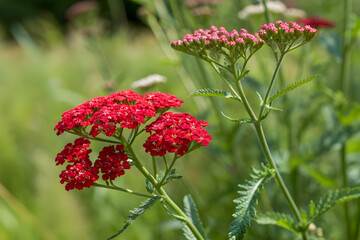 red flowers in the garden