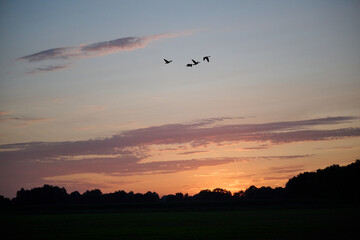 flying geese at sunrise 