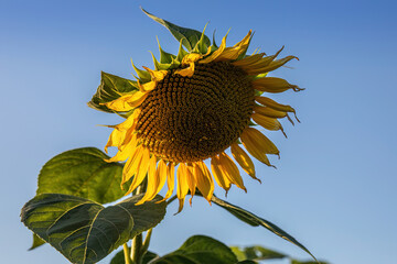 Sunflower field shot against cloudy sky.Summer season.