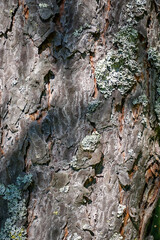 tree bark texture