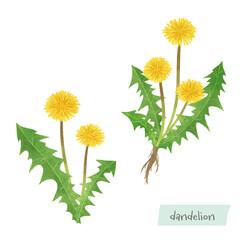 たんぽぽの水彩イラスト
