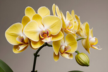 yellow orchid flower