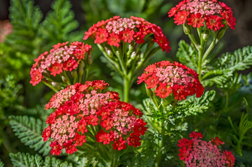 red and yellow flowers