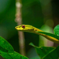 Obraz premium Close-up of a vibrant green snake with red eyes, partially concealed in lush green foliage