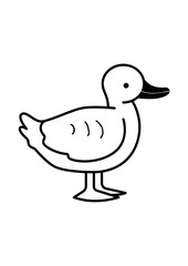 duck