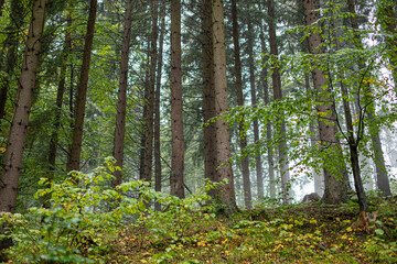 Fototapeta premium Green forest landscape in fog