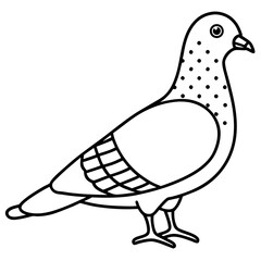 vector illustration of a pigeon
