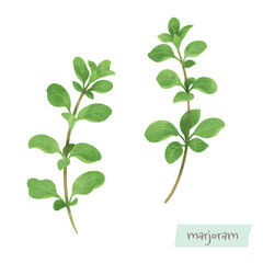 マジョラムの水彩イラスト
