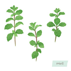 ミントの葉の水彩イラスト  © foodraw
