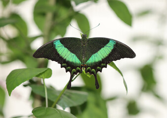 Grüngestreifter Schwalbenschwanz - Emerald swallowtail