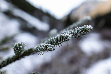 vista macro in primo piano di alcuni rami di un abete con aghi verdi, coperti da un sottile strato di ghiaccio, in un ambiente naturale di montagna nel nord Italia, di giorno, in inverno