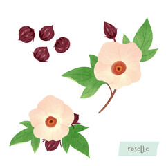 ハイビスカスローゼルの水彩イラスト
