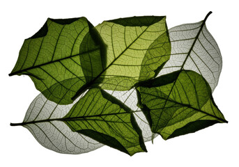 Obraz premium Several wilted, translucent green leaves with intricate veins, arranged abstractly on a seamless transparent background, UHD macro studio photo, minimalist aesthetic study