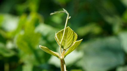 Young plant sprouting with fresh green leaves against a blurred green background, showing the early stages of growth and life