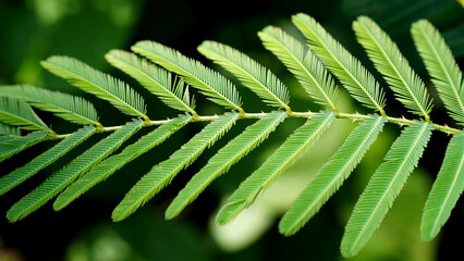 Close-up of a delicate green mimosa leaf showing fine details of its fern-like structure against a dark green background