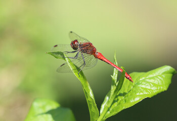 Blutrote Heidelibelle - Ruddy Darter