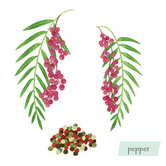 胡椒の木と実の水彩イラスト