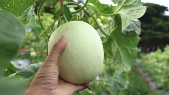 water gourd in hand holding, vegetable gourd plant, young plants, winter melon garden, wax gourd farm nature, marrow organic in the plantation, ash gourd farming, home gardening tropical of asian