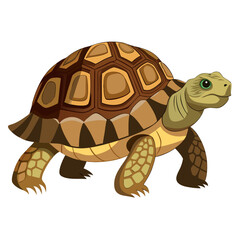 turtle on a white background