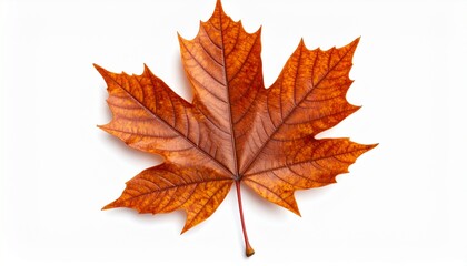 Fototapeta premium Vibrant autumn maple leaf in shades of red, orange, and yellow, isolated on a white background