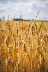golden wheat field © laurasworld_photos 