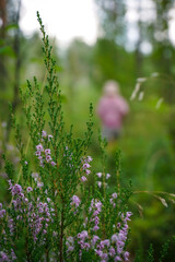 wild flowers in the forest
