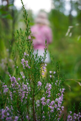wild flowers in the forest