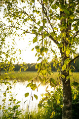 Fototapeta premium Sunset or sunlight behind the birch tree branches
