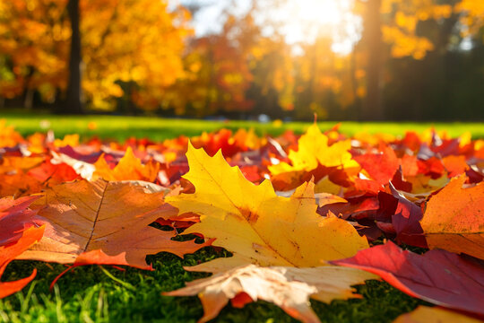hello autumn. greeting card and fallen leaves, acorns, cones on wooden board. Autumn natural Background. symbol of fall season.