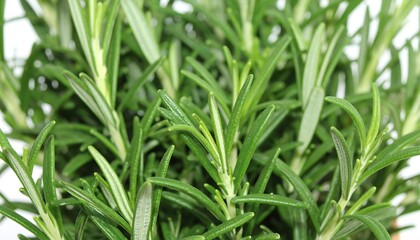 Obraz premium Close-up of vibrant green rosemary sprigs
