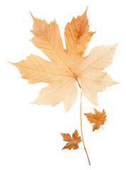 Fototapeta premium PNG Real Pressed a Autumn leaf autumn maple plant.