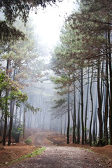 a serene and misty forest path, leading the eye into a dense stand of tall, slender trees. The atmosphere is quiet, mysterious, and slightly ethereal due to the heavy fog. The lighting is soft