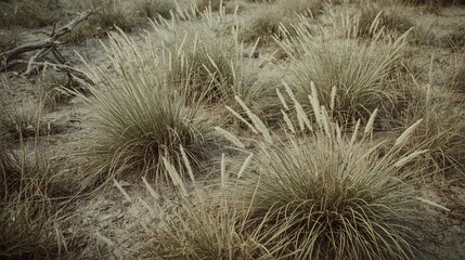 Fototapeta premium close up of a cactus