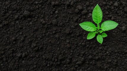 Young plant growing in soil