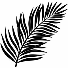 Obraz premium set of black feathers