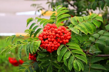 red berries of a raspberry