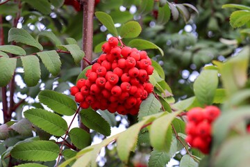 red berries on a branch