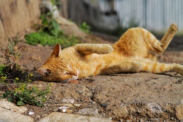 Orange cat lying on the ground