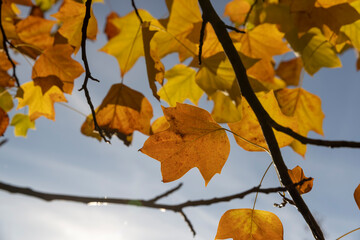 autumn foliage of a tulip tree in Indian summer in the park, sunny weather