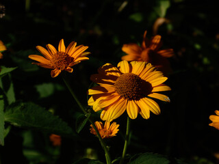 Golden yellow coneflowers glowing in a dark garden.