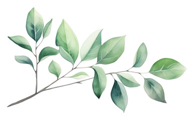 Naklejka premium PNG Leaves leaf illustration watercolor.