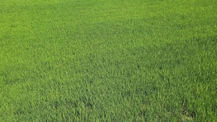 Vibrant close-up view of young rice plants in the countryside
