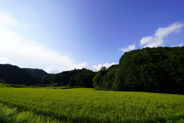 収穫間近の田んぼ　