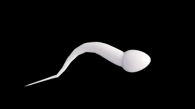 A close-up, three-dimensional rendering of a sperm cell in the black background. Educational or scientific animation to represent the movement of sperm cells.