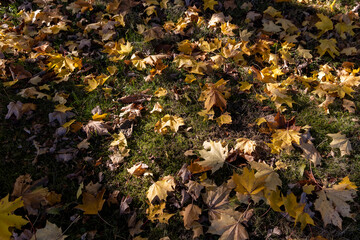 colorful foliage of maples in the autumn season in sunny weather in the morning
