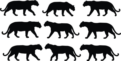 Panther silhouette collection, walking poses, wild big cat vector set for wildlife, jungle, safari, predator, nature, hunting, educational, design