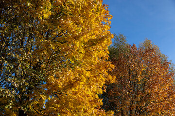 trees in the autumn , colorful foliage on the branches of trees before falling before the fall,...