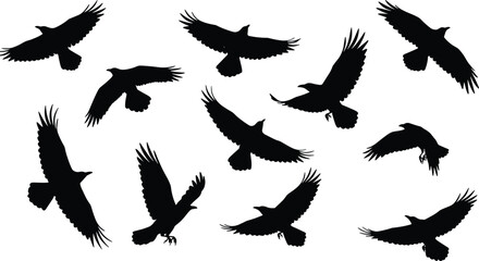 Flying crow silhouettes collection, black bird shapes clipart, crow in flight vector art, wildlife bird design, isolated raven illustrations set