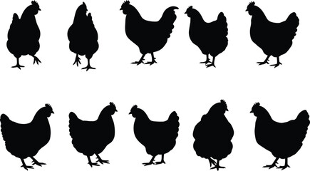 Chicken silhouette set, farm animal vector illustration, hen shapes clipart, standing and walking chicken design, black silhouette poultry art, nature graphic © Zahid Creatives